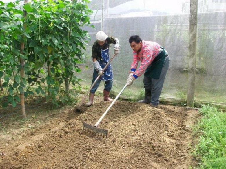 綠商品植栽